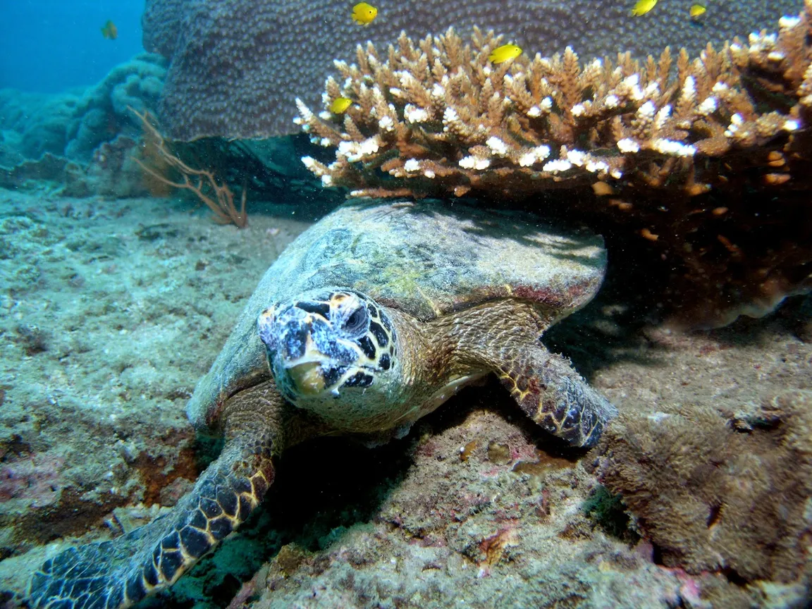 The Adventure Club - Scuba Diving Phi Phi Island