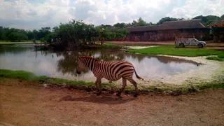 Zebras