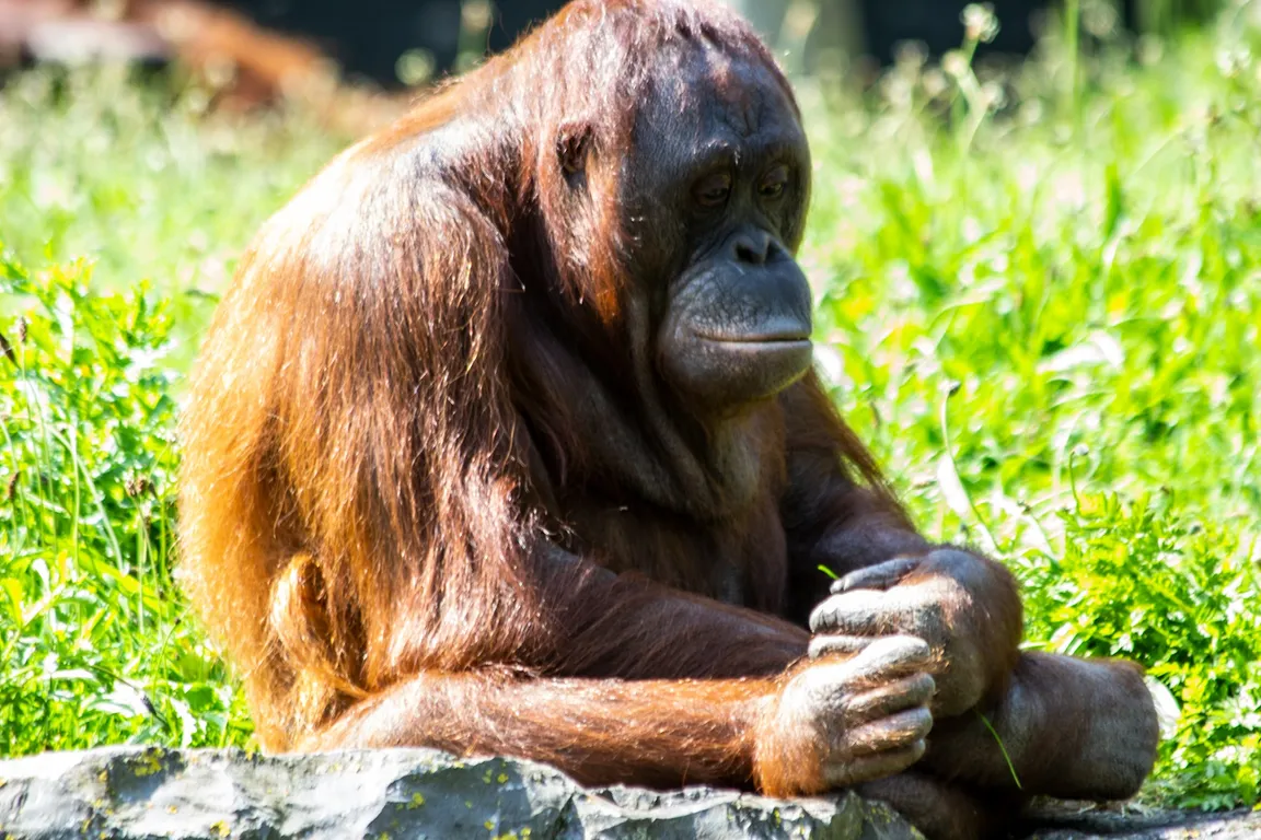 Dublin Zoo