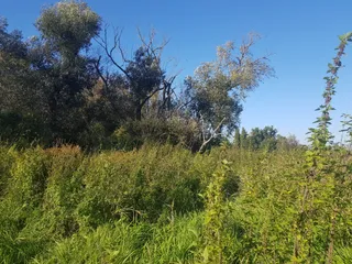 Kozia Wyspa