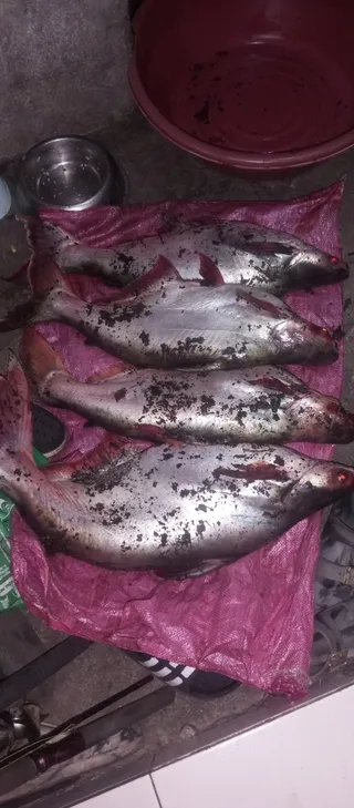 Dory pandacan