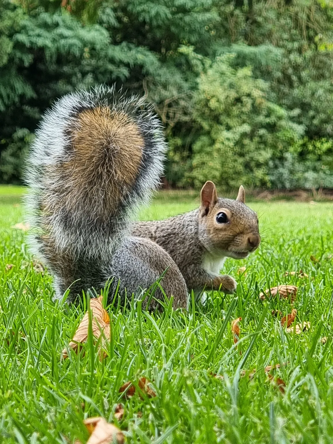 Cannon Hill Park