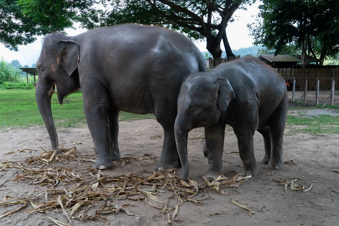 Elephant Jungle Sanctury