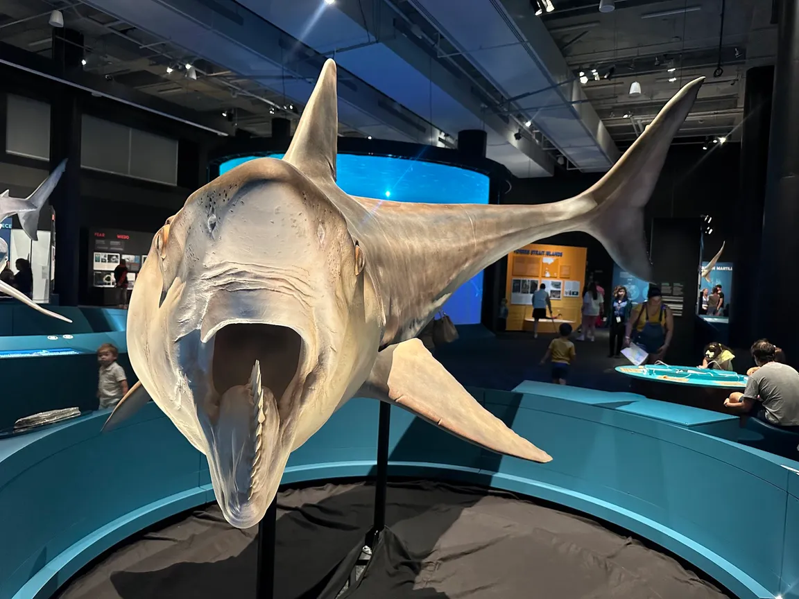 Shark exhibition at Frost Museum
