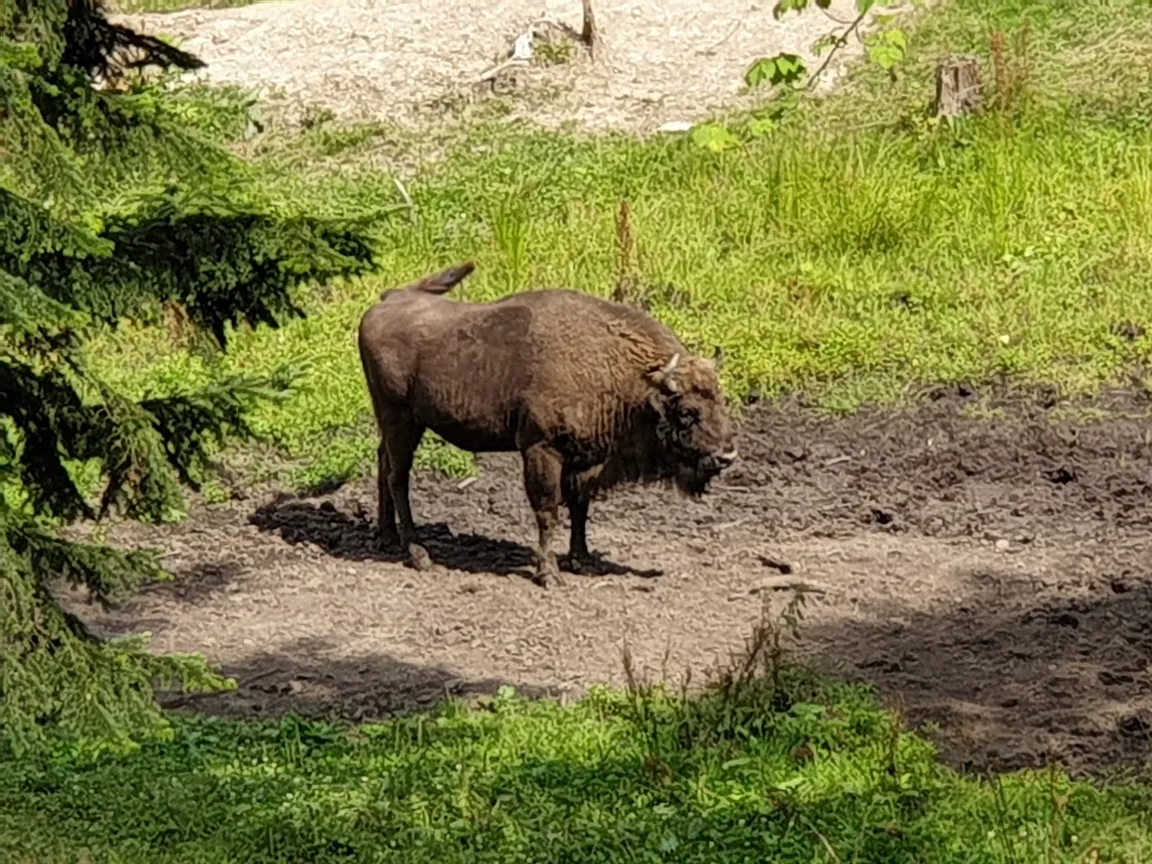 Zagroda Pokazowa Żubrów