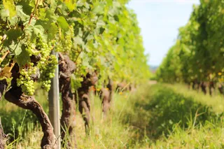 Vignobles Bardet