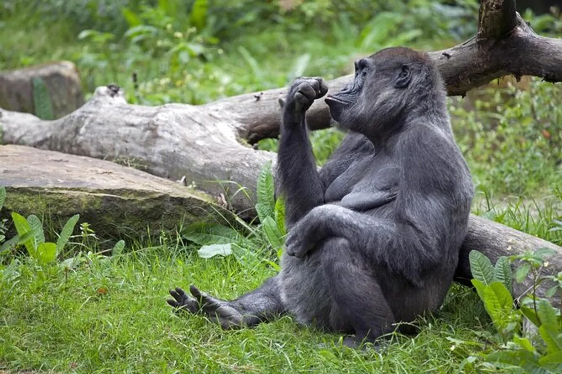 Bronx Zoo