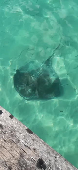 Dolphin Island Park