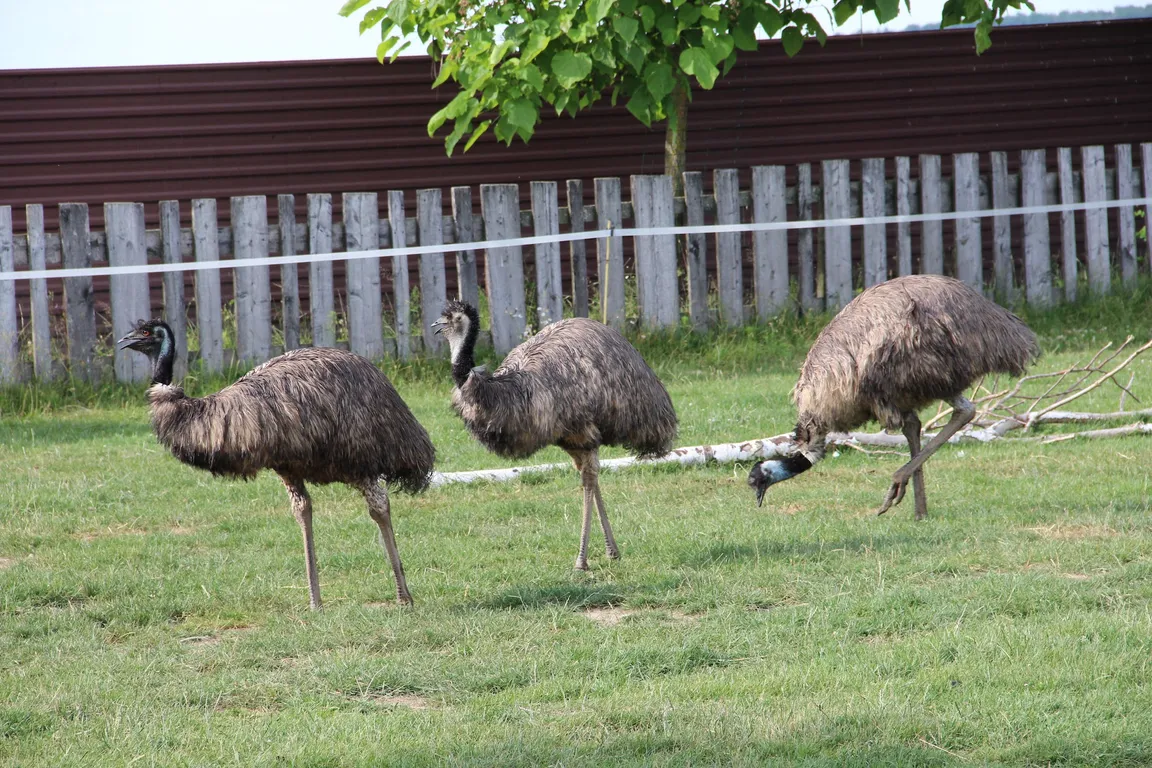 Zoo Wojciechów