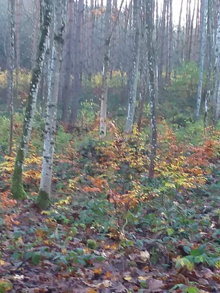 RC Lasek Północny