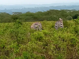 Park Narodowy Jeziora Nakuru
