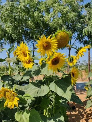 Emirates Bio Farm مزرعة الامارات البيولوجية