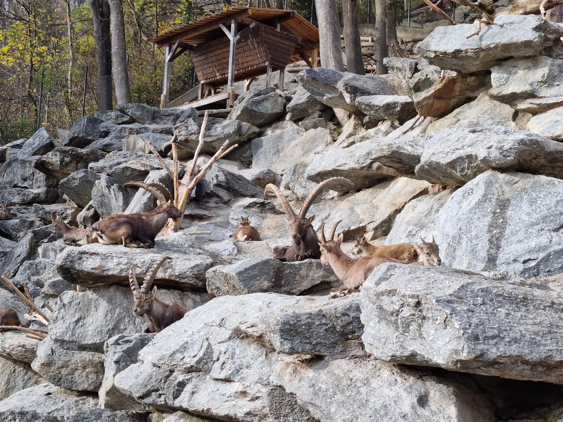 Alpenzoo Innsbruck - Tirol