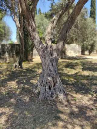 Kappella Ta' Birmiftuħ