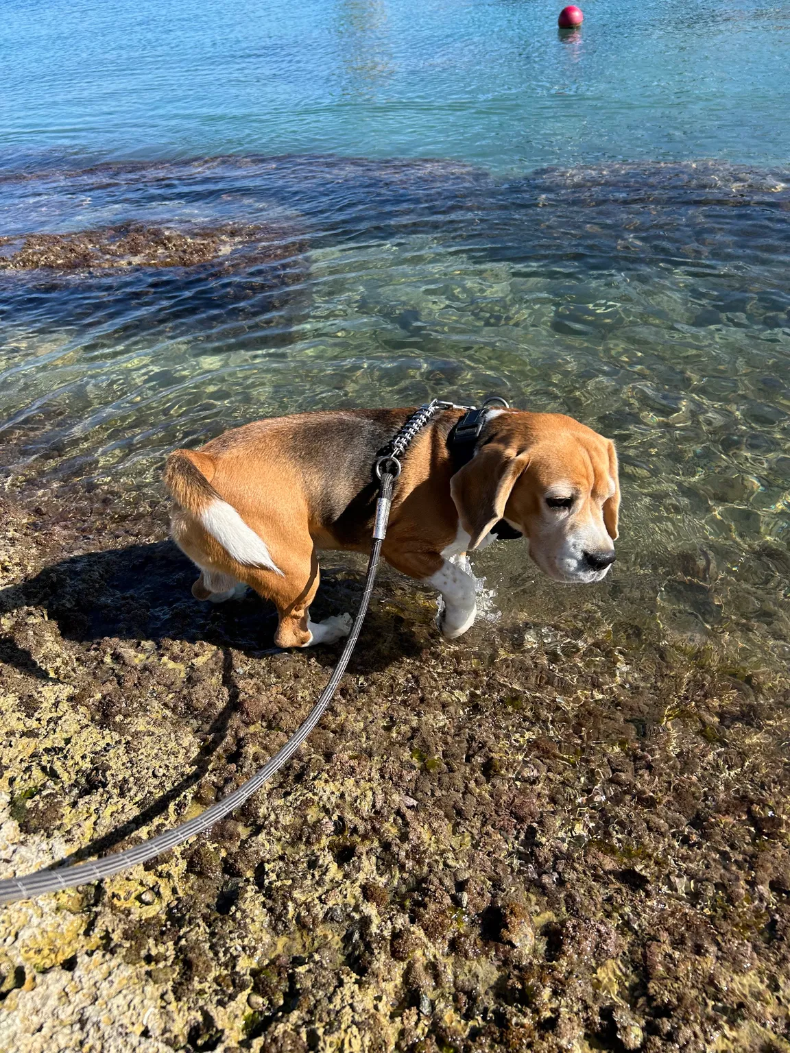 Dog Friendly Beach - Birzebbuga