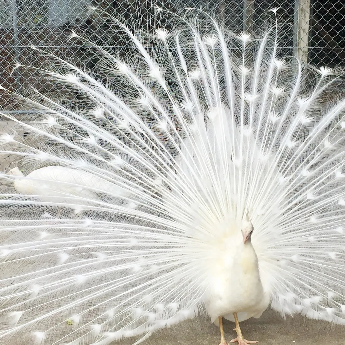 Osaki Peacock Nature Park
