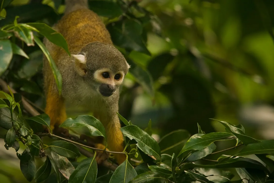 Monkey Jungle