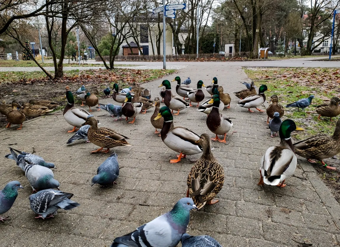 Automat z karmą dla kaczek