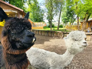 City farm