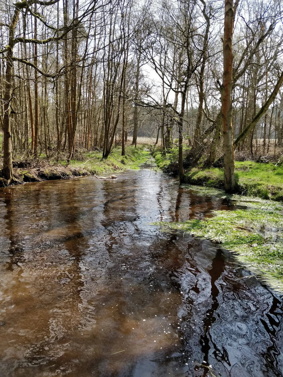 Swinley Park