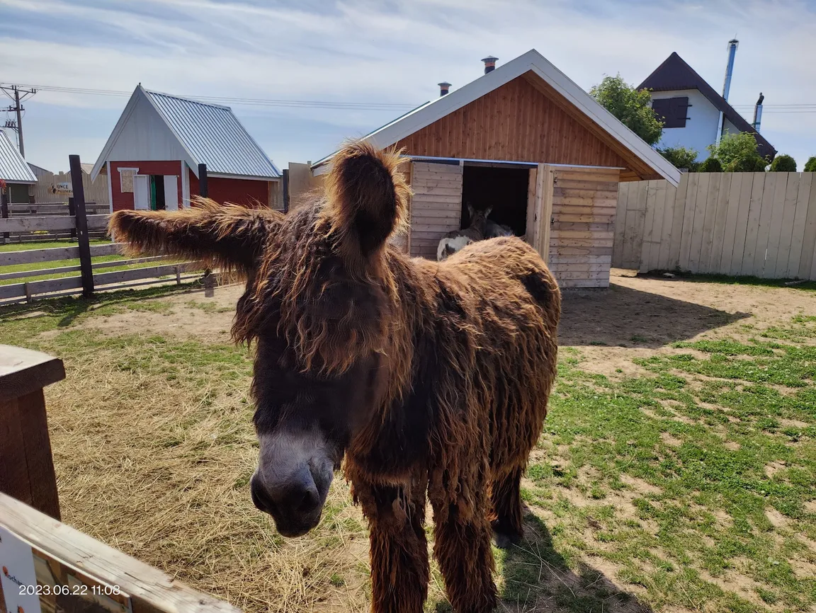 DonkeySzot - Mini Zoo i Alpaki