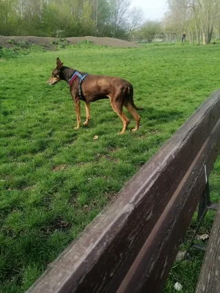 Hundeplatz