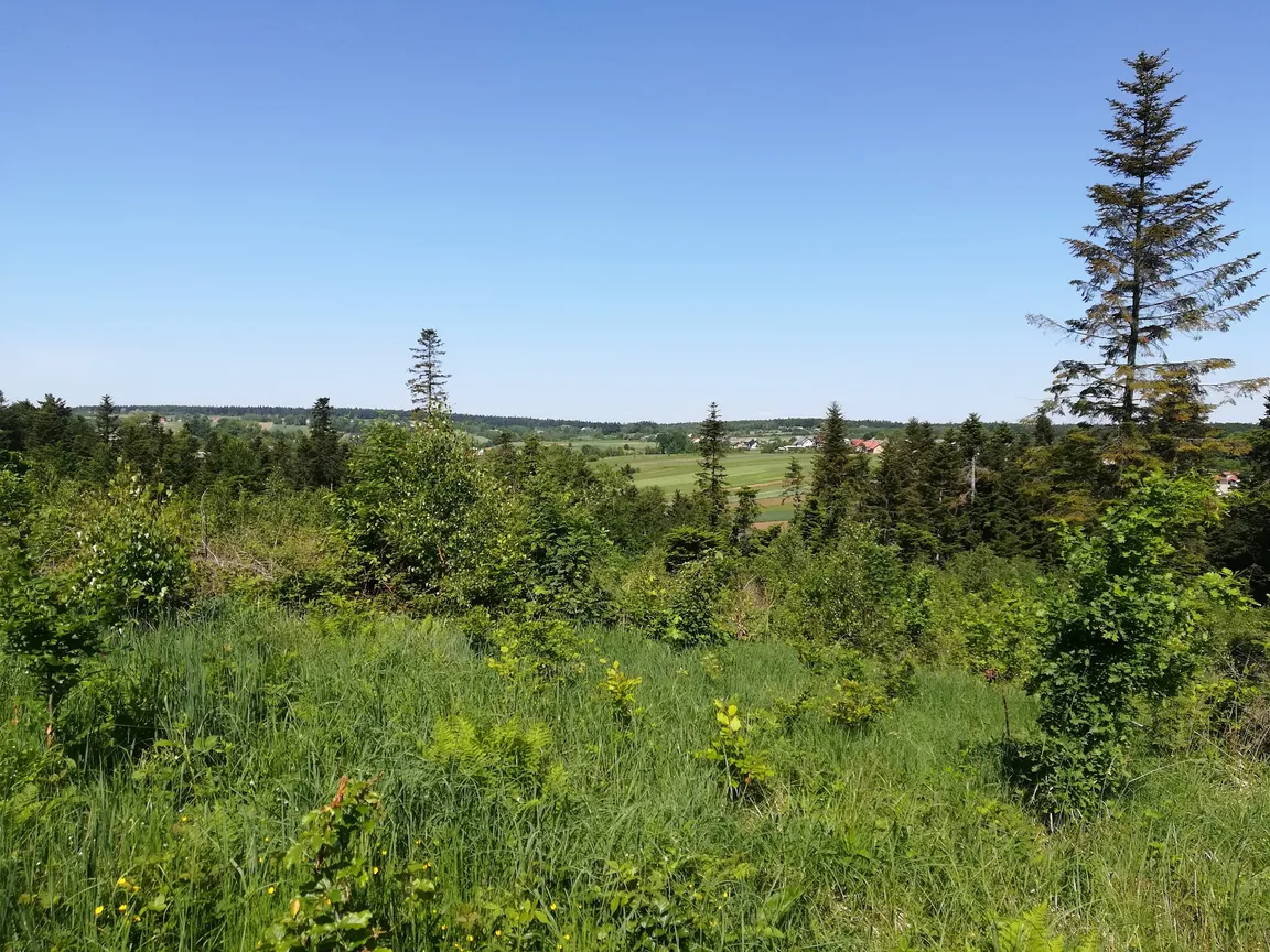 Rezerwat przyrody Góra Sieradowska