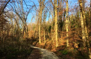 Forest Park Jelenovac
