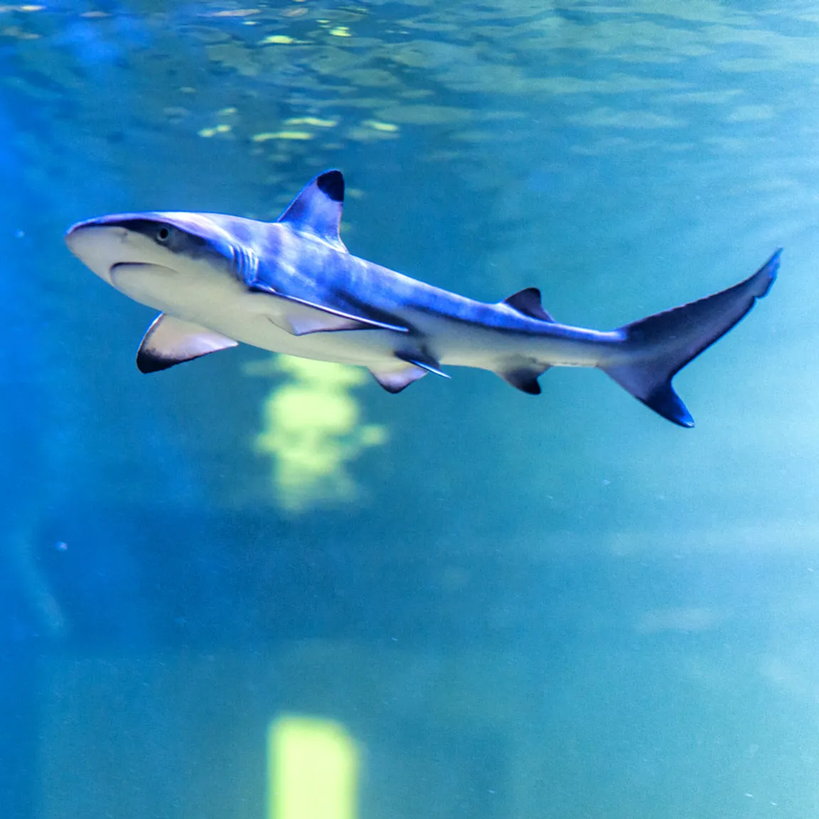 OCEANIKA