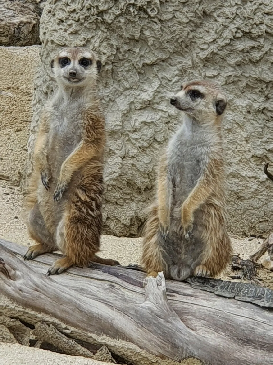 ZOO Siky Ranch, Christophe Keller