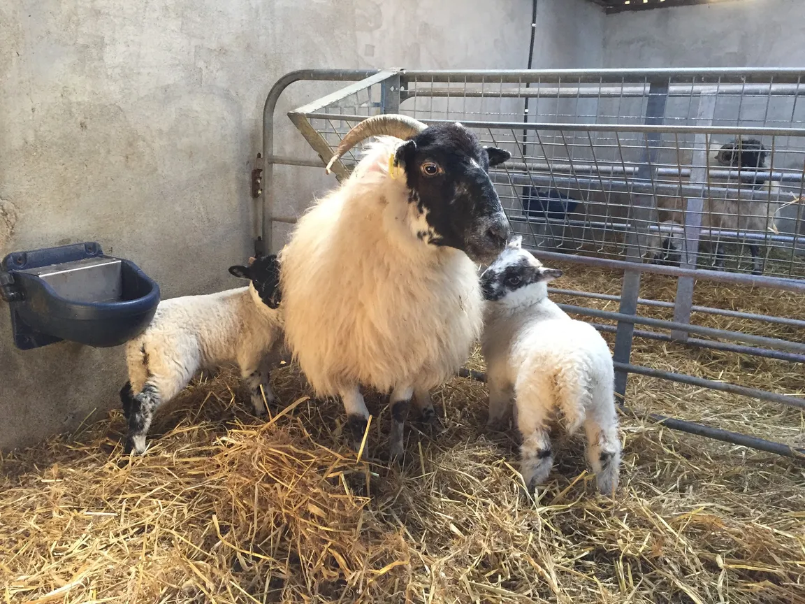 Kissane Sheep Farm