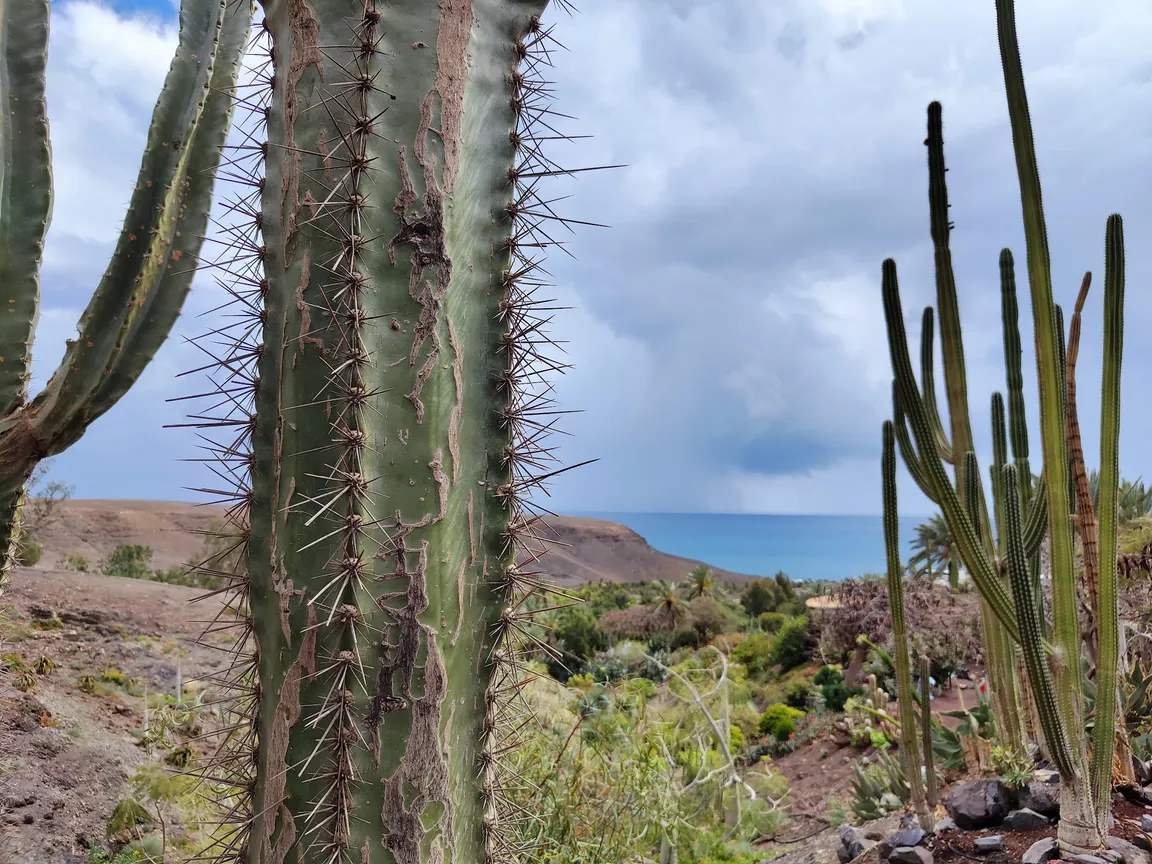 Fuerteventura Botanical Garden