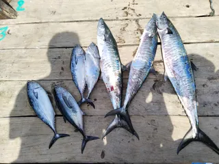 Fishing Tour - Koh Lanta