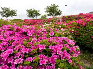 Ryuo Park