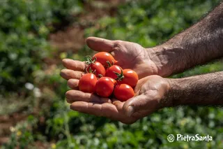 Agricola Pietrasanta,vendita olio extravergine pugliese,passata pomodoro fiaschetto Biologica,Torre Guaceto,Carovigno,Puglia