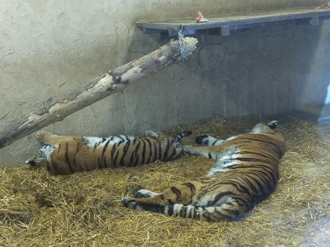 Śląski Ogród Zoologiczny