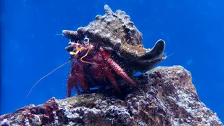 Aquarium of Salento