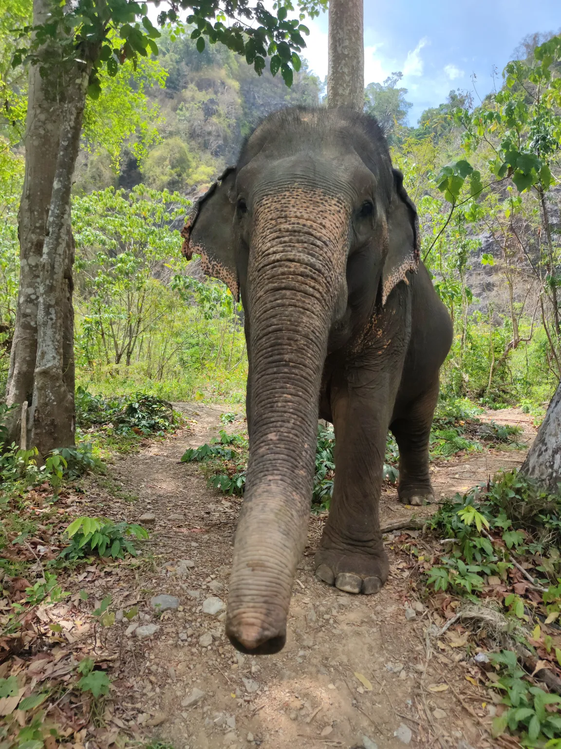 Krabi Elephant Green Sanctuary