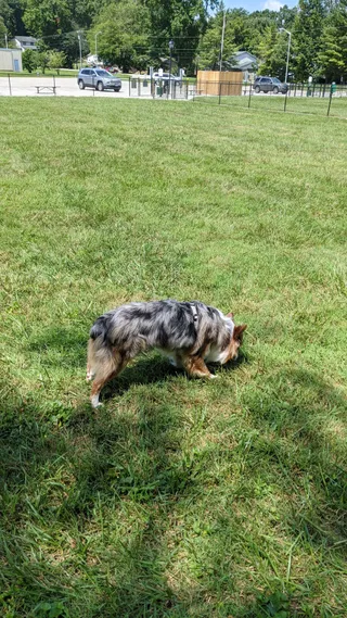 Tillie Memorial Dog Park