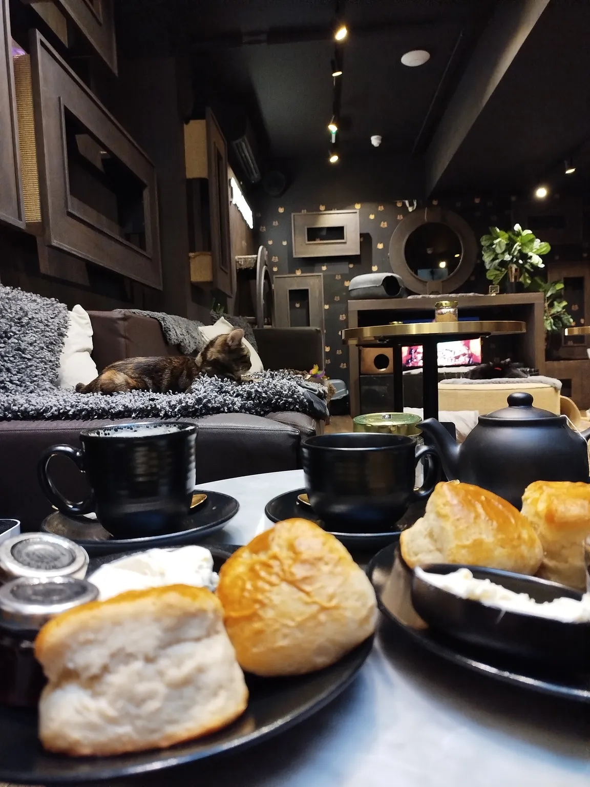 Java Whiskers Cat Café Marylebone