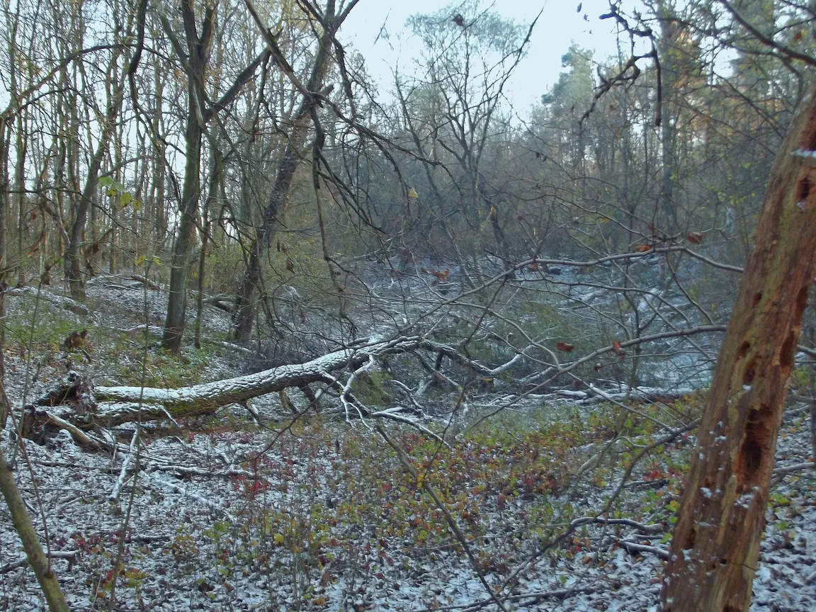 Rezerwat przyrody Obory