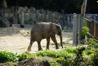Tiergarten Schönbrunn