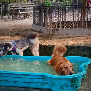 Tompkins Square Dog Run