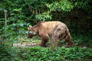 Bad Mergentheim Wild Park