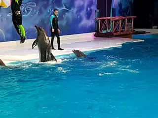 Dubai Dolphinarium