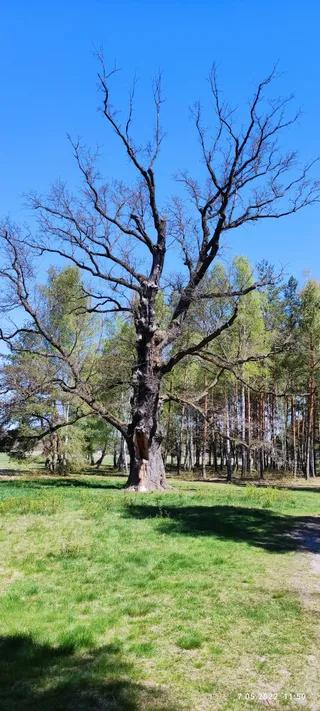 Dąb Jan Kazimierz