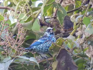 GORJEOS (Parque Temático en Avistamiento de Aves)