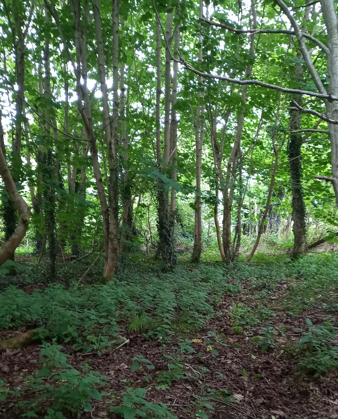 Ballyarnett Country Park