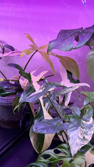 Plants بلانتس🌱
