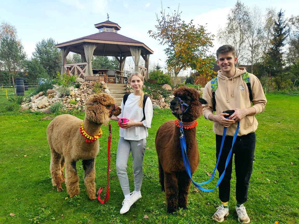 Agroturystyka Malpaka - alpakoterapia, spacery z alpakami